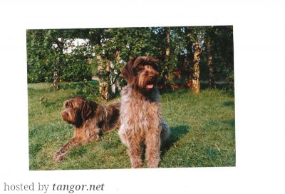 Griffon Korthals IDOLE DES ROUGES DE GALICE Griffon Korthals IDOLE DES ROUGES DE GALICE